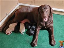 labrador retriever puppy posted by Drifting Sands Labradors
